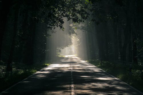 Route Goudronnée Grise Entourée De Grands Arbres