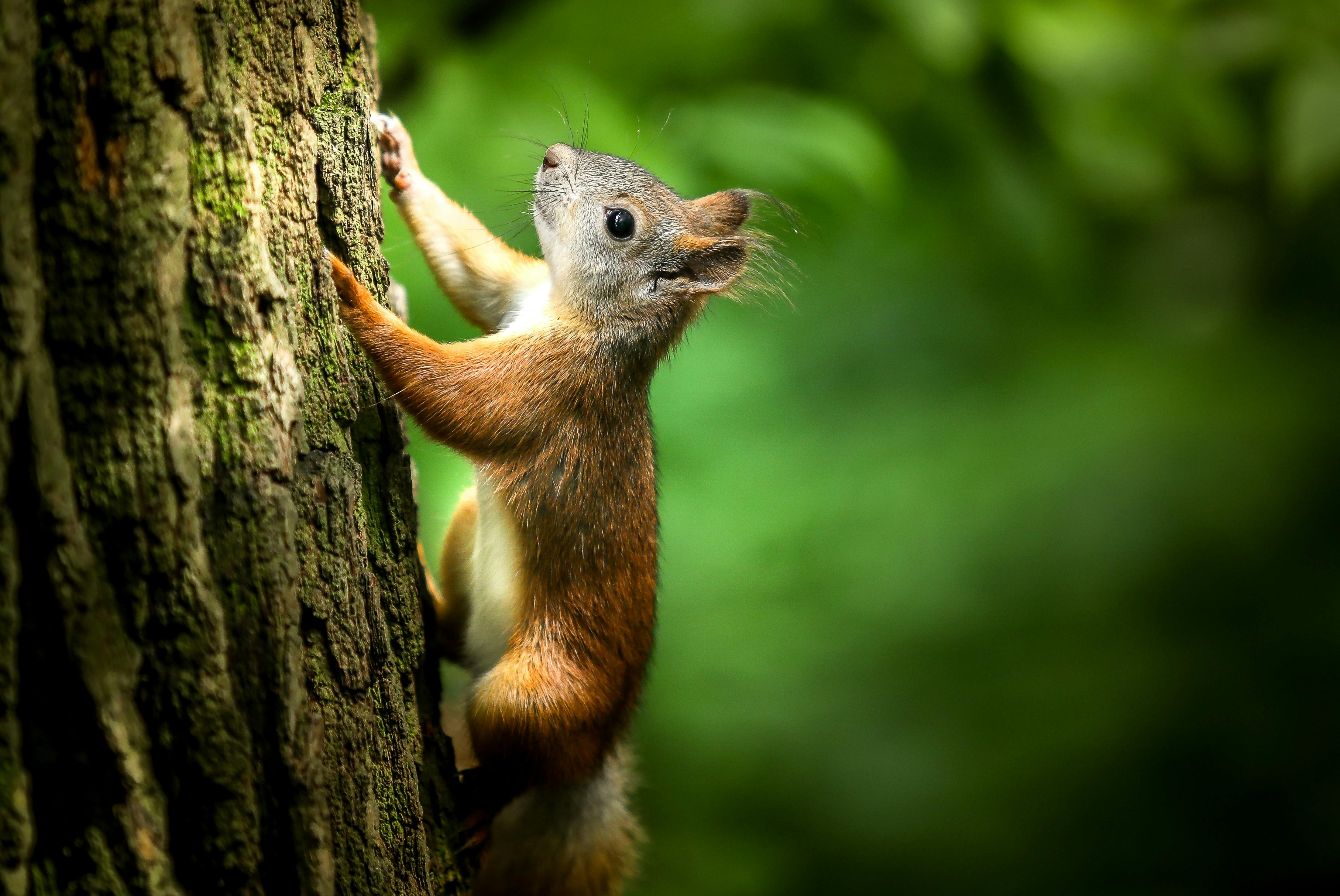 Free stock photo of animal, branch, cute