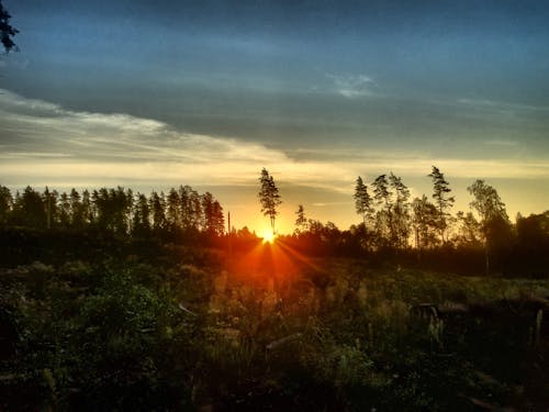Immagine gratuita di alba, estate, foresta in autunno