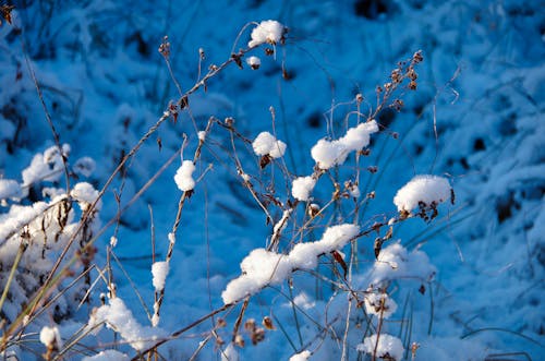 Immagine gratuita di neve fria de inverno