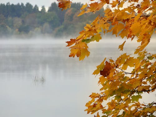 Immagine gratuita di fiume, nevoeiro outono