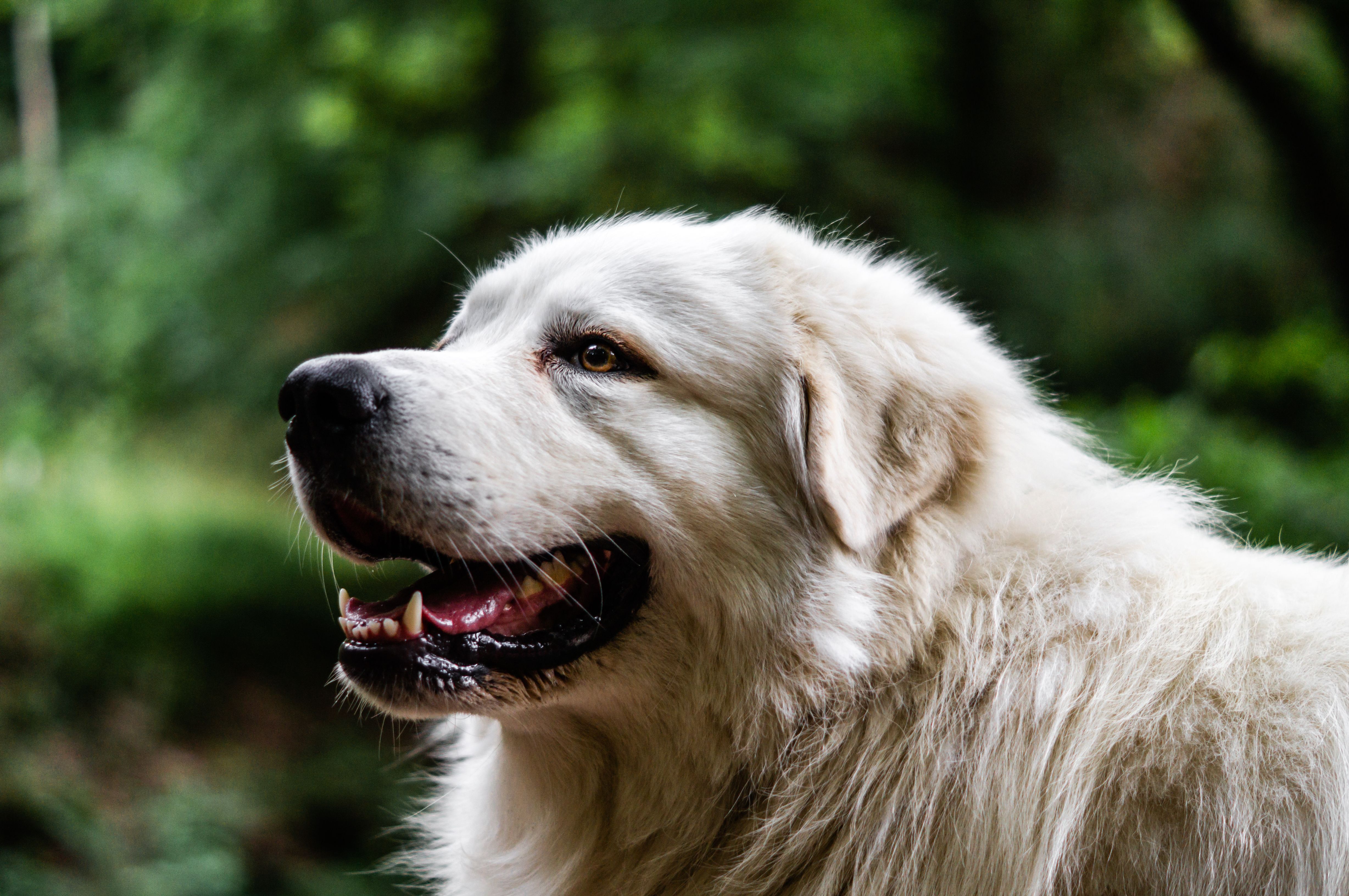 Kuvasz vs Komondor vs Great Pyrenees: 3 Λευκοί Φύλακες