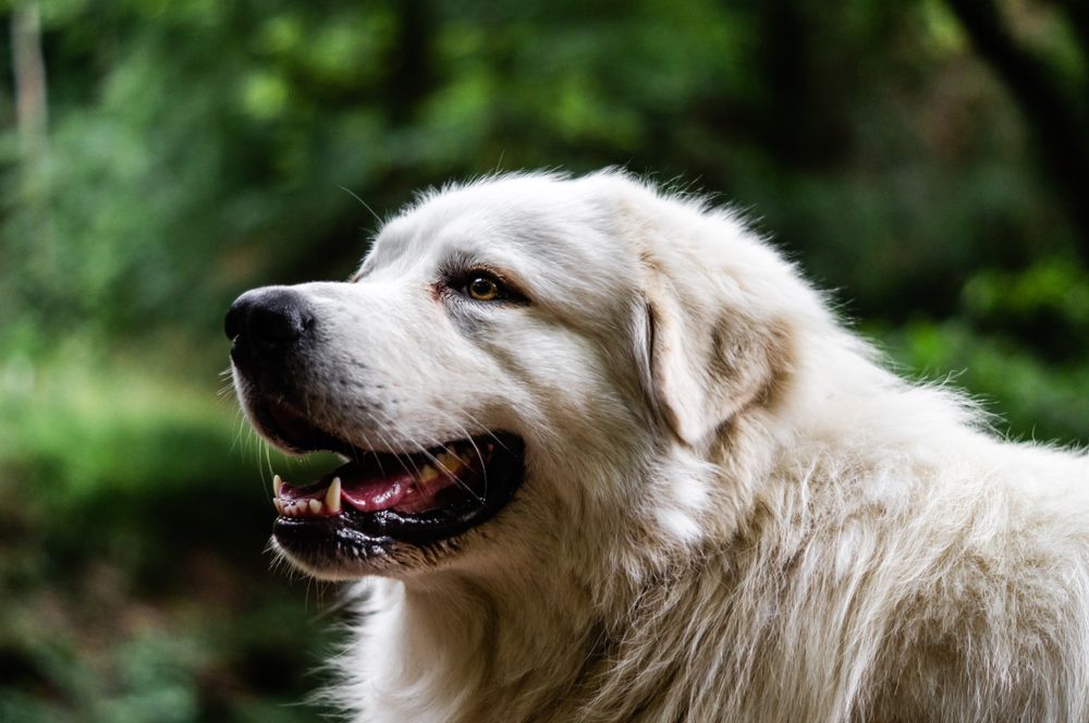 Great Pyrenees, photo 5