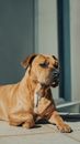 Brown Short Coated Dog on Gray Concrete Floor