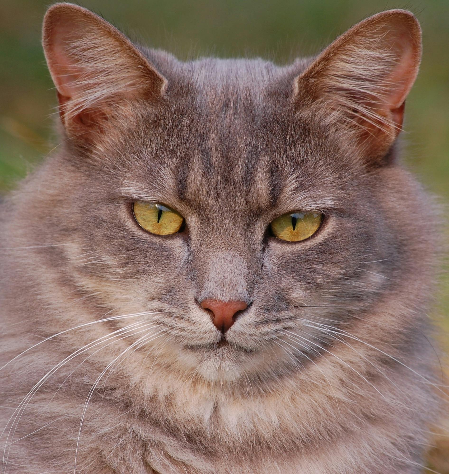 gray tabby kitten gray tabby kitten