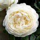 White Rose in Close Up Photography