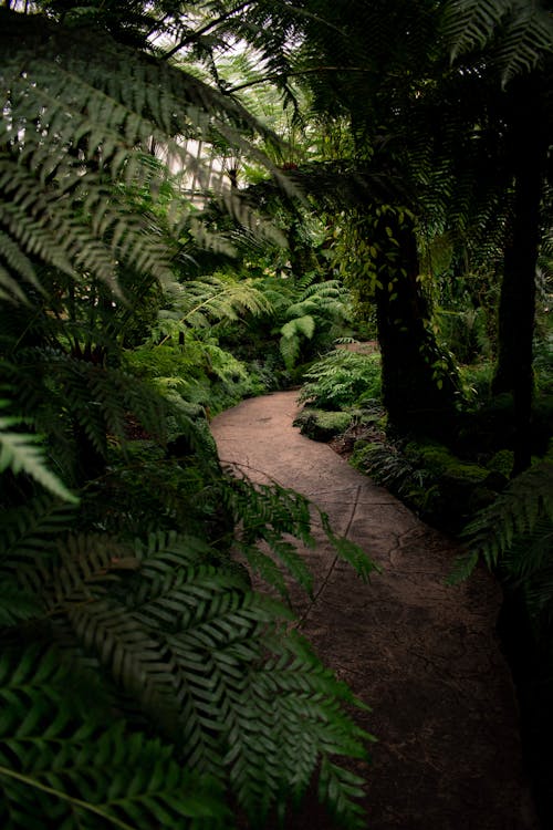 Forest Path Between Ferns and Trees