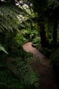 Pathway in the Middle of Green Plants
