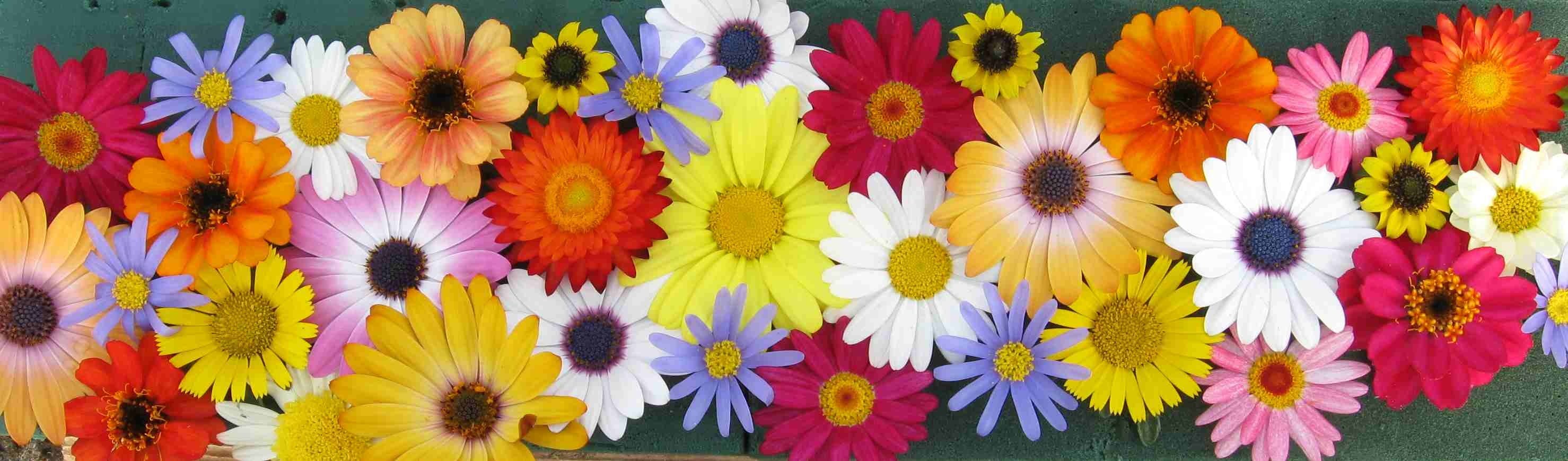 Kostenloses Foto zum Thema: blumen, bunt, bunte blumen