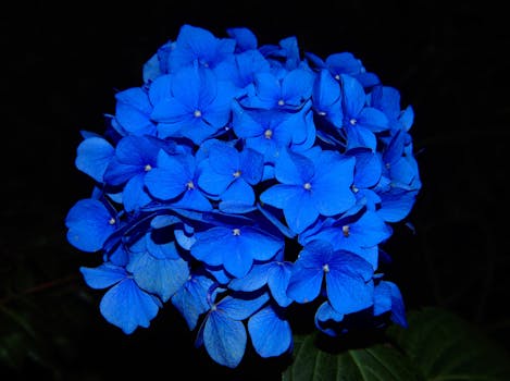 Image result for blue flowers