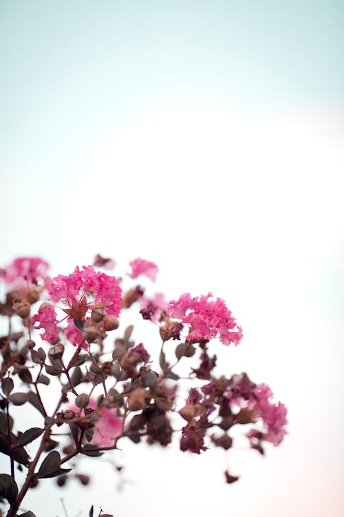 Kostenloses Stock Foto zu blühen, blühende pflanze, blüte