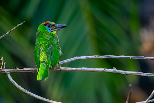Close-up of Red-crowned Barbet Bird 