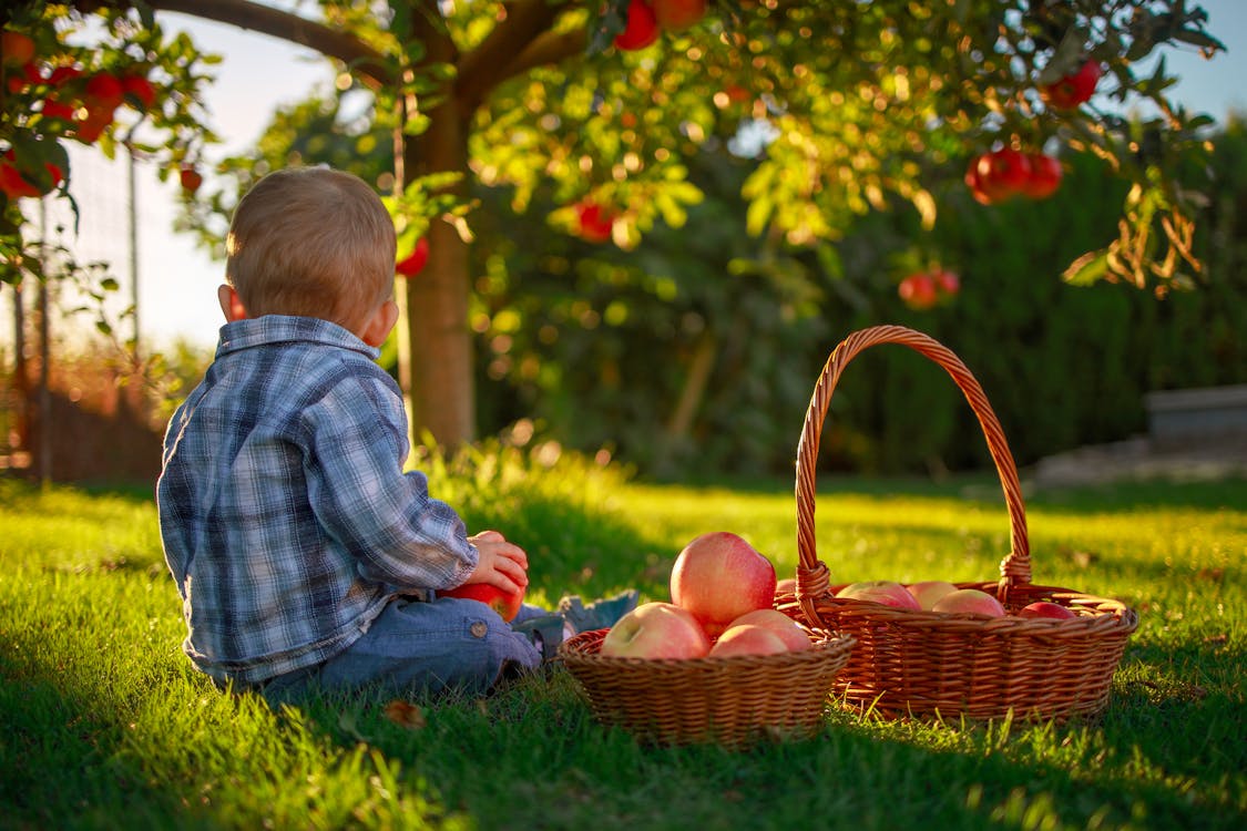 Boy Sitting Beside Fruit Basket on Grass Field 