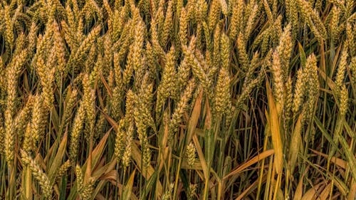 Free Пшеничное поле Stock Photo