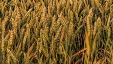 这张特写图像展现了农村地区的金色麦田，突出了生长与自然的主题