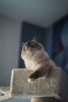 一只可爱的猫在室内的猫树上抬头仰望，表情好奇