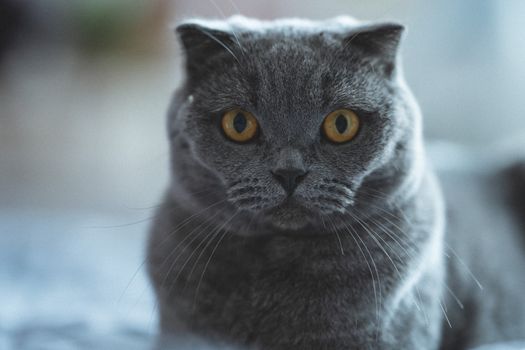 一只灰色苏格兰折耳猫的特写肖像，躺在室内，长着引人注目的琥珀色眼睛