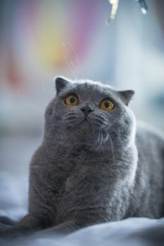 一只好奇的英国短毛猫的特写镜头，在室内向上凝视，长着一双引人注目的橙色眼睛