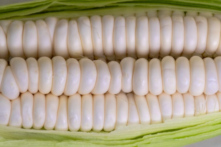  Corn Cob 