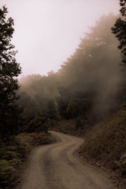 Kostenloses Stock Foto zu bäume, dämmerung, feldweg