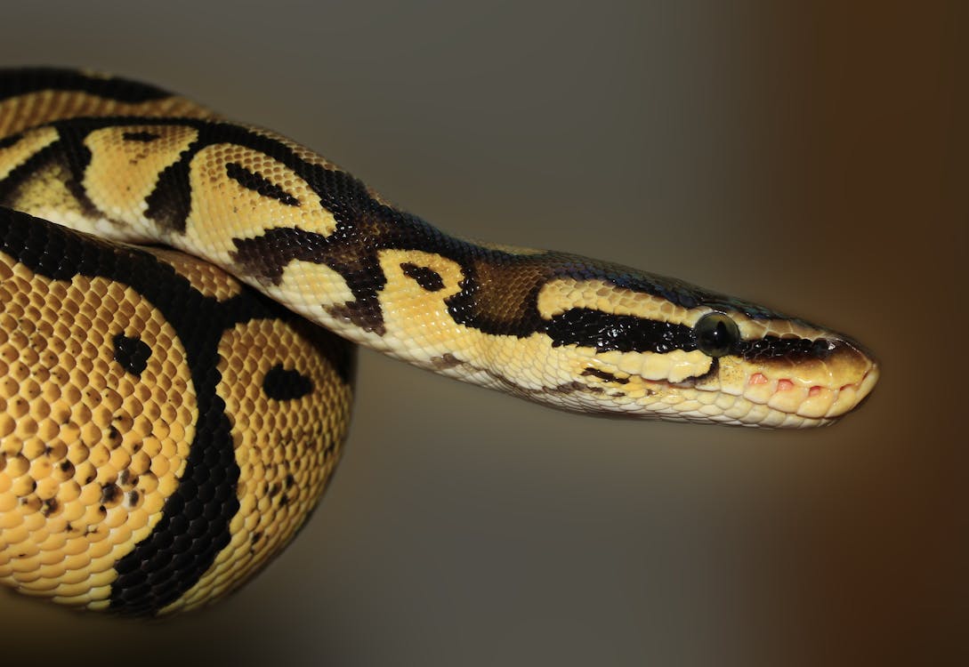 a yellow snake