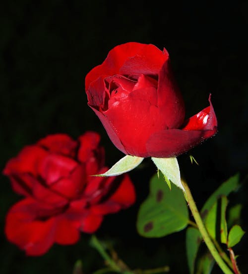 Free Mawar Merah Stock Photo