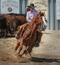 Woman in Pink Dress Shirt Riding on Brown Horse