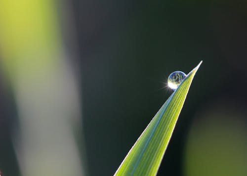 무료 물방울과 잎의 선택적 초점 사진 스톡 사진