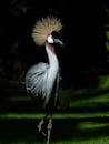 Low Light Photography of Gray and White Bird