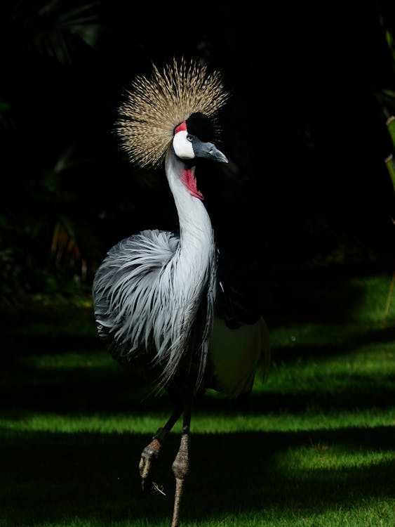 Gratuit Imagine de stoc gratuită din animal, aviar, cocor cu coroană cenușie Fotografie de stoc