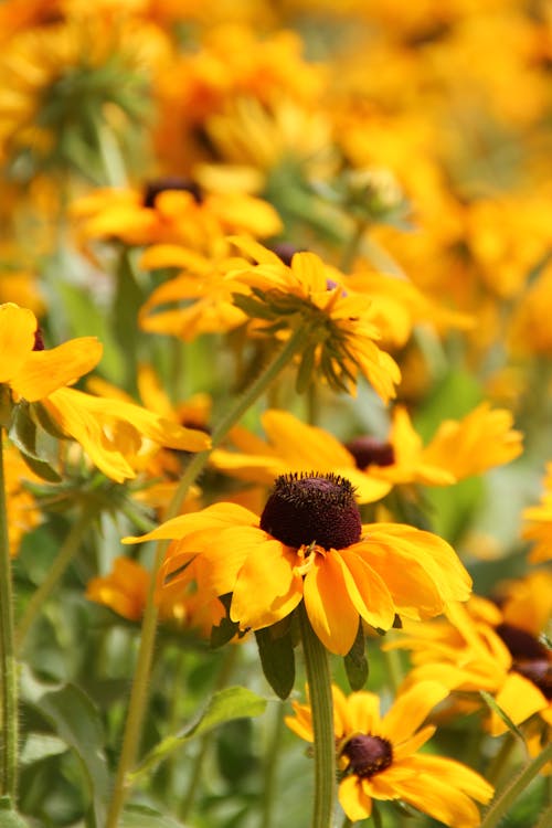 Free Yellow Petaled Sunflower Stock Photo