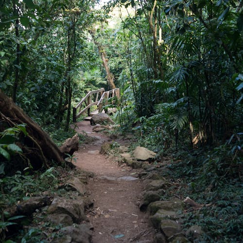 Gratis lagerfoto af bane, nicaragua, selva