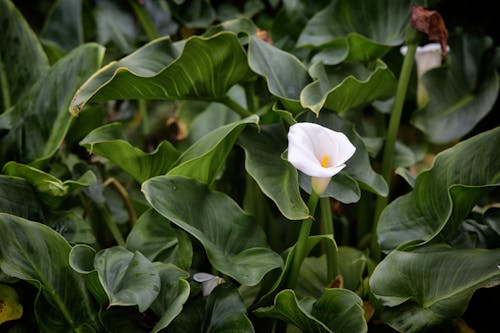 Gratis lagerfoto af blomst, cala, flor