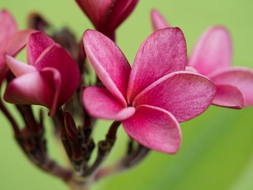 Free stock photo of flower, nicaragua, pink Stock Photo