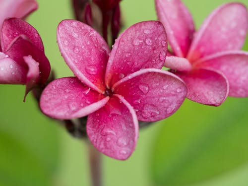 Gratis lagerfoto af blomst, lyserød, nicaragua