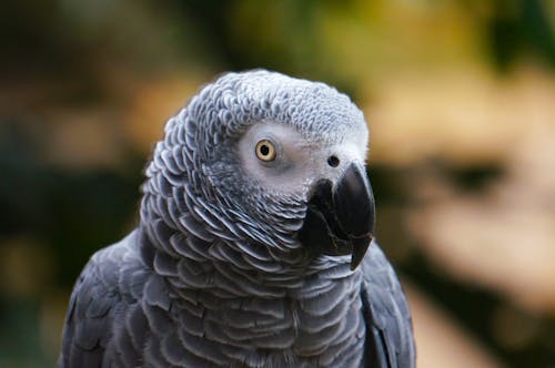 灰色の鳥の選択的な焦点写真
