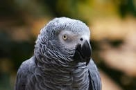 这张非洲灰鹦鹉的特写镜头，生动展现了它细腻的羽毛和富有表情的眼睛