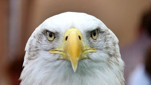 Weißer Und Gelber Vogel Flachfokus Fotografie