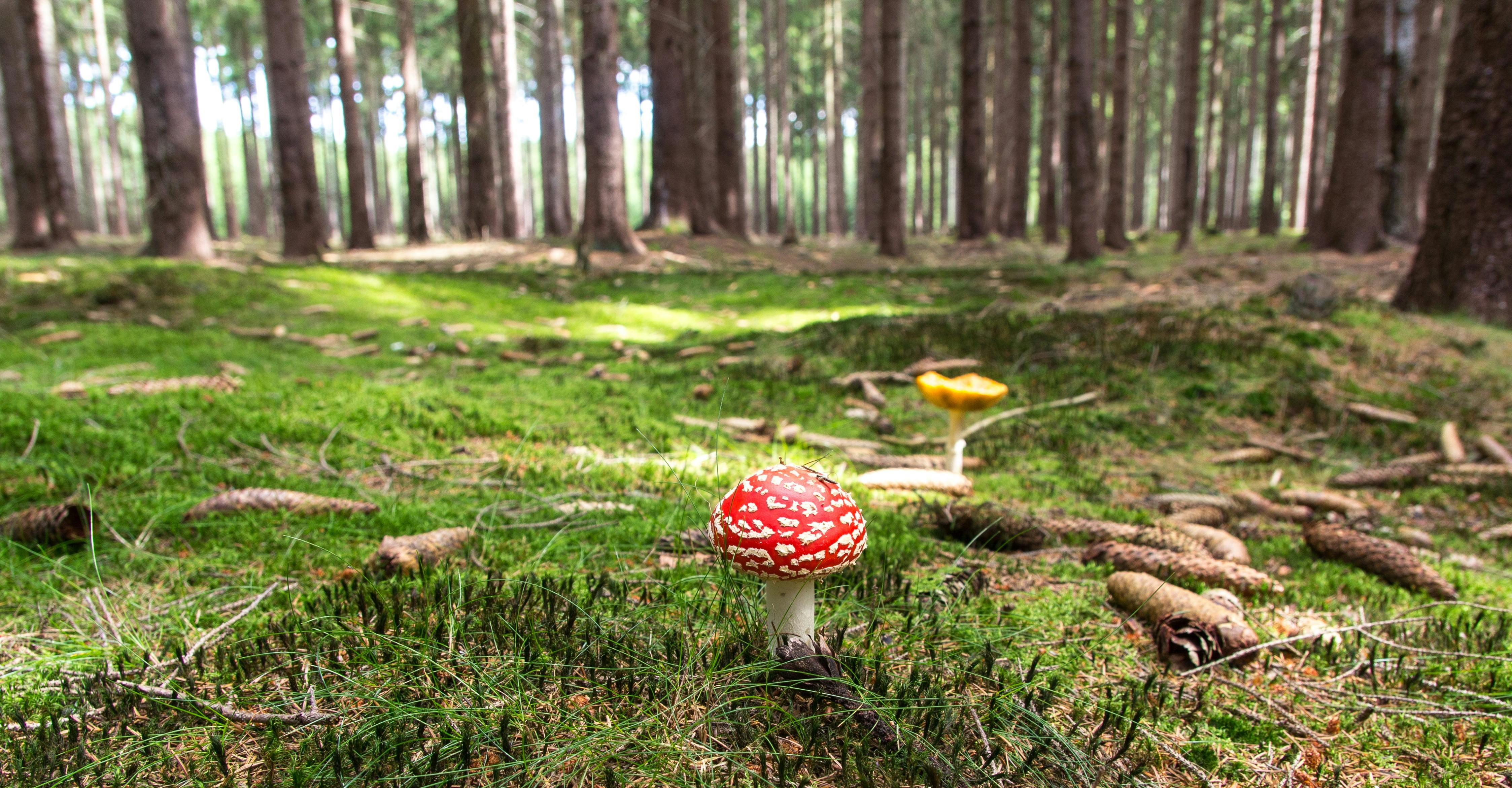 Red and White Mushroom Beside Yellow Mushroom Near Green Trees during
