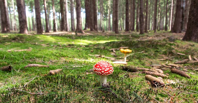 这片充满活力的森林里，红黄相间的蘑菇点缀在青翠苔藓与参天大树之间