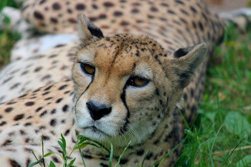 1000 interesting cheetah eyes