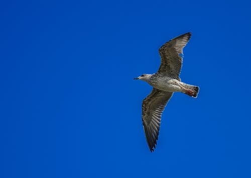 White and Grey Bird Flying during Day Time