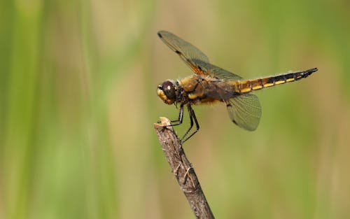 Bruine En Zwarte Dragon Fly