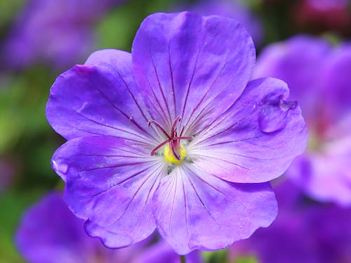 無料 青と紫の花 写真素材