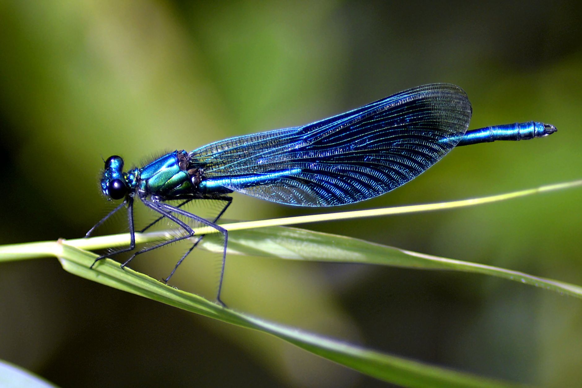 Dragonfly Totem & Animal Spirit Guide 2 Dragonfly Totem & Animal Spirit Guide