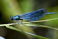 一只蓝色豆娘在户外的绿叶上微妙地栖息，微距镜头捕捉到了这一画面