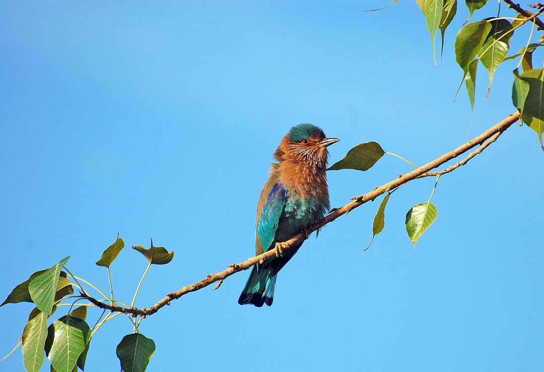 blue cardinals