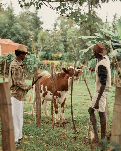 Foto profissional grátis de agricultores, cerca, chácara