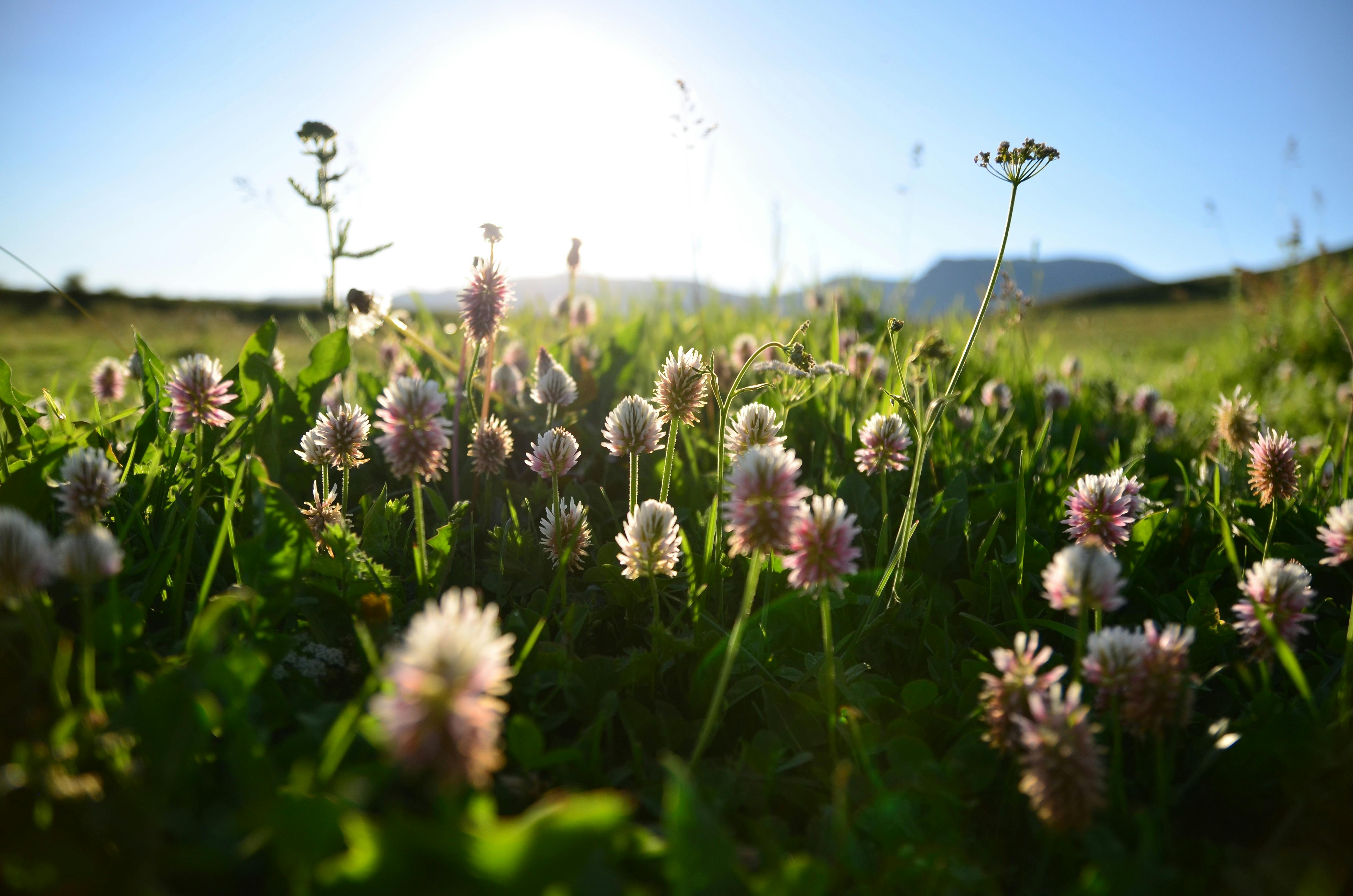 ピンクの花畑 無料の写真素材