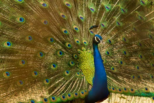 一只引人注目的孔雀优雅地展示了它充满活力的羽毛